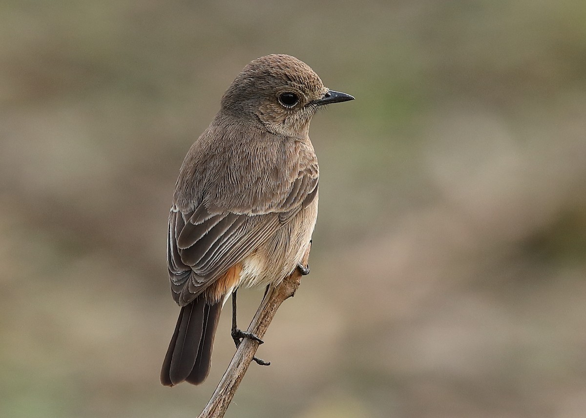 Pied Bushchat - ML214956981