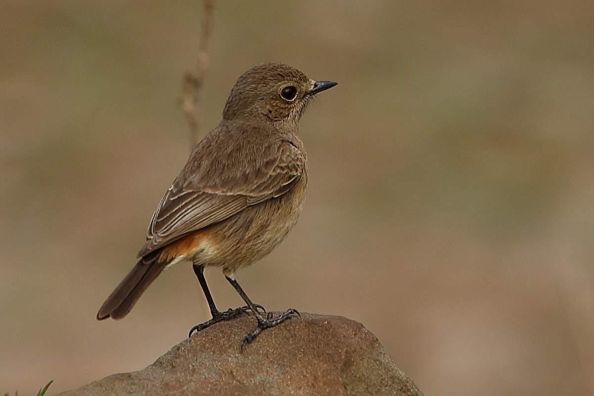 Pied Bushchat - ML214956991