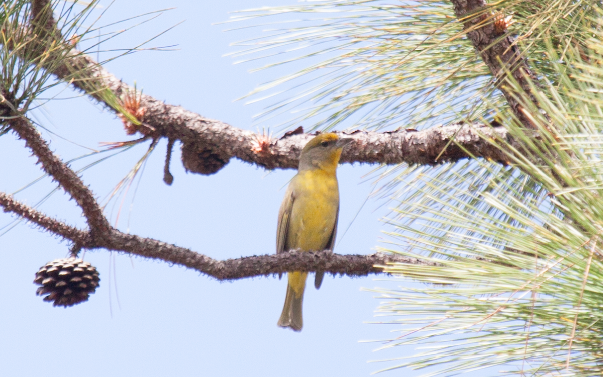 Hepatic Tanager - Yarky Moguel