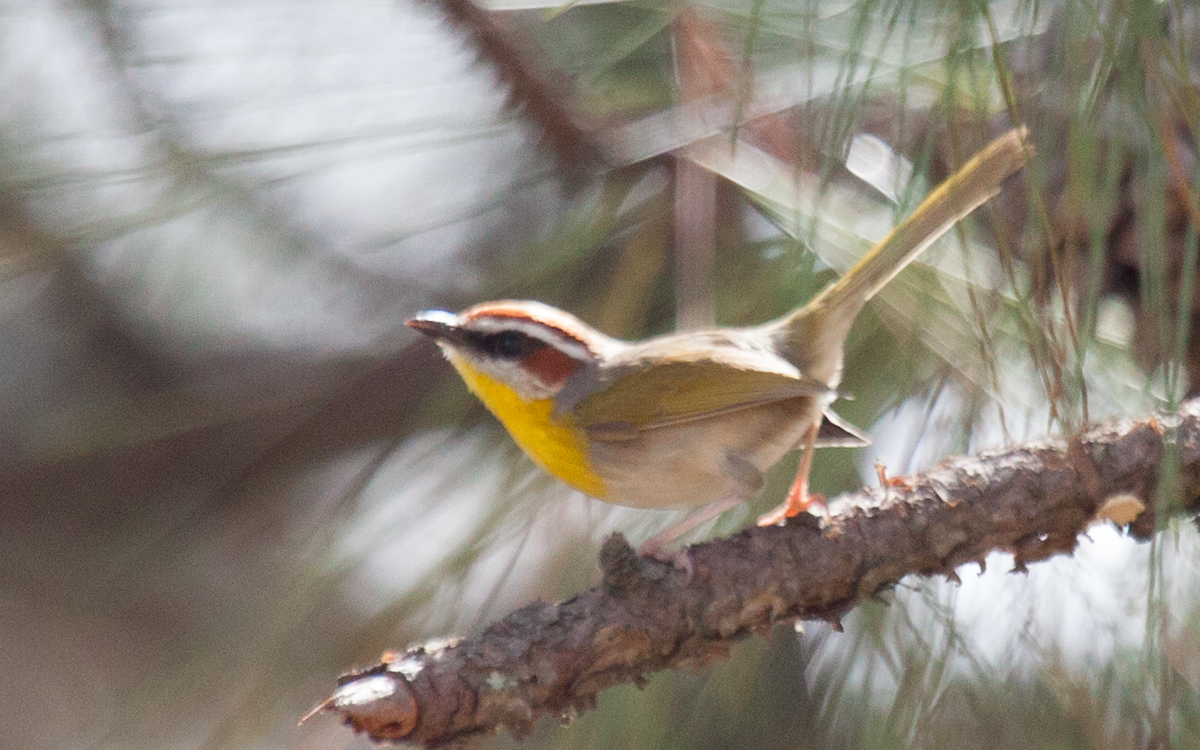 Rufous-capped Warbler - Yarky Moguel