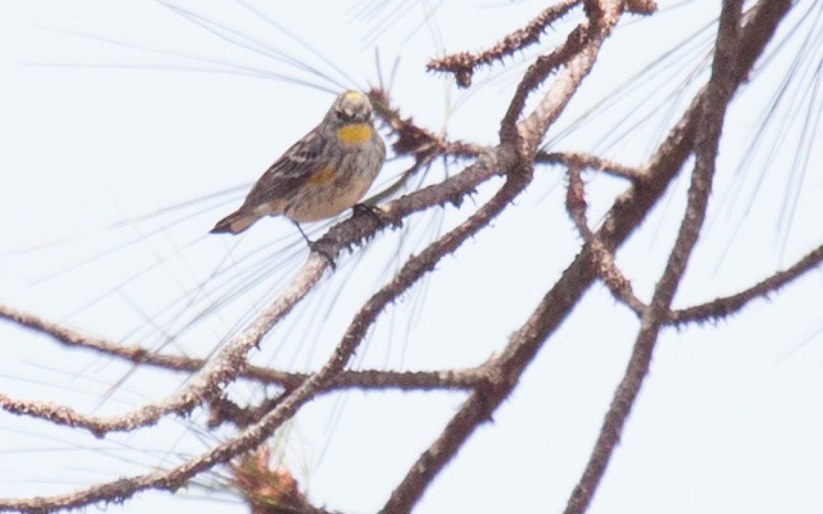 Yellow-rumped Warbler - Yarky Moguel