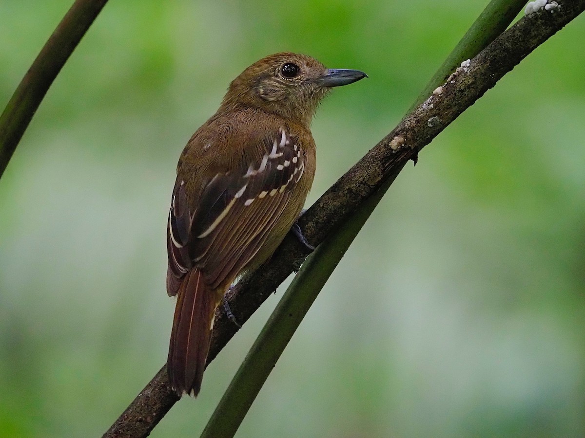 Black-crowned Antshrike - ML214961351