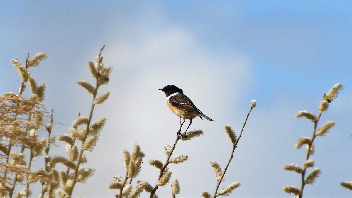 European Stonechat - ML214961911