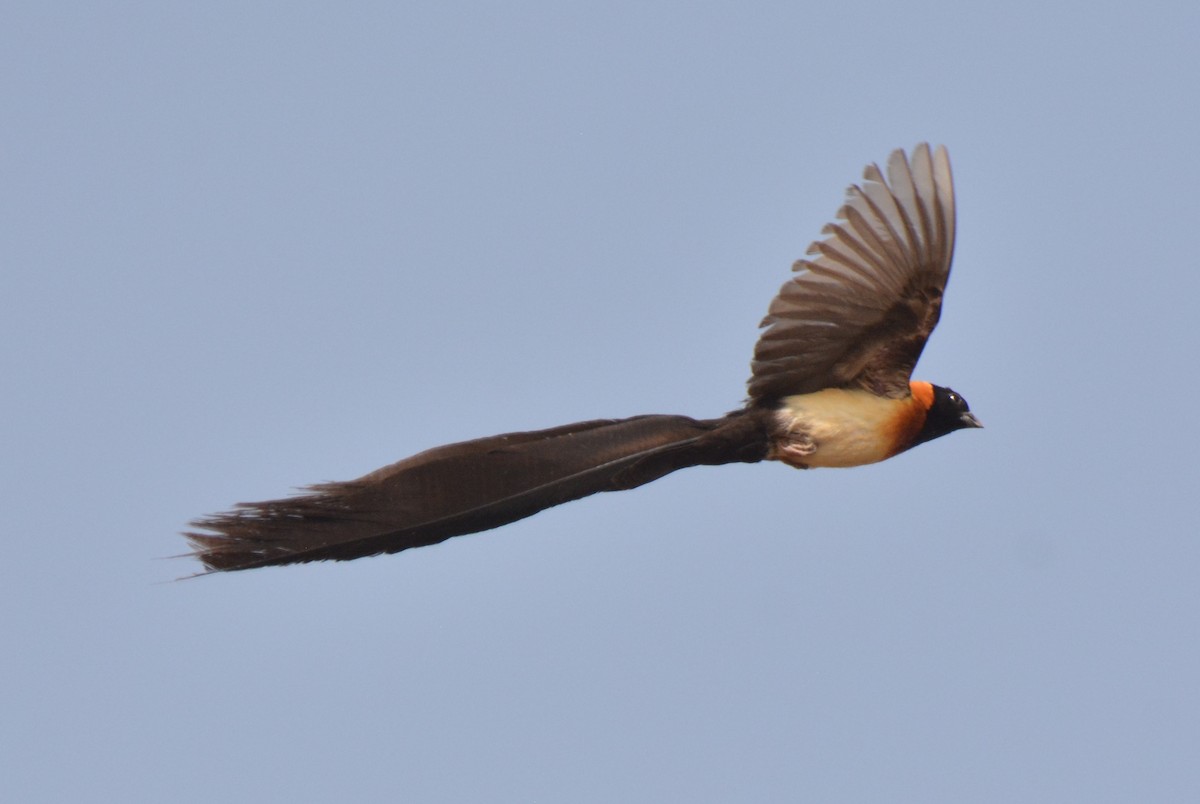 storhaleenke - ML214964211