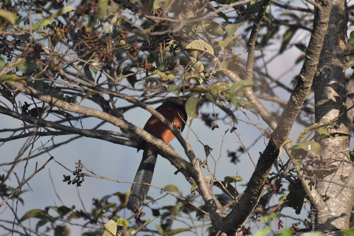 Greater Coucal - ML214964291