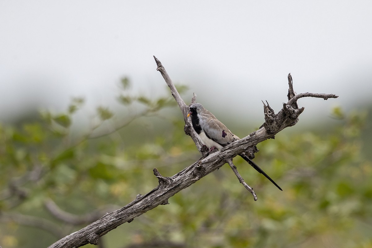 Namaqua Dove - ML214964841