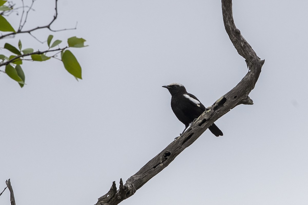 Arnot's Chat (Arnot's) - Niall D Perrins