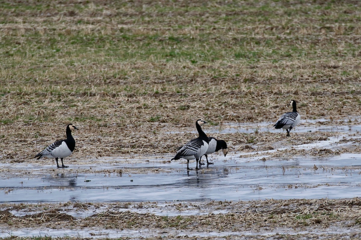 Barnacle Goose - ML214966131