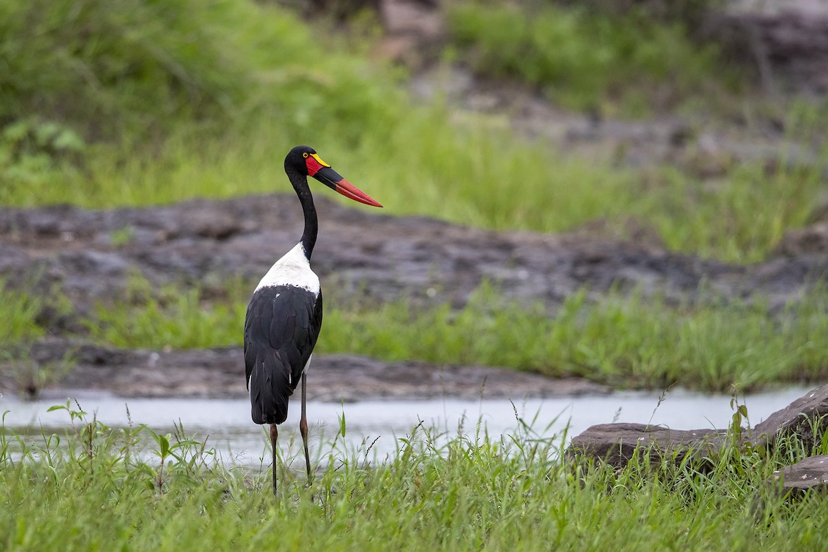 Saddle-billed Stork - Niall D Perrins