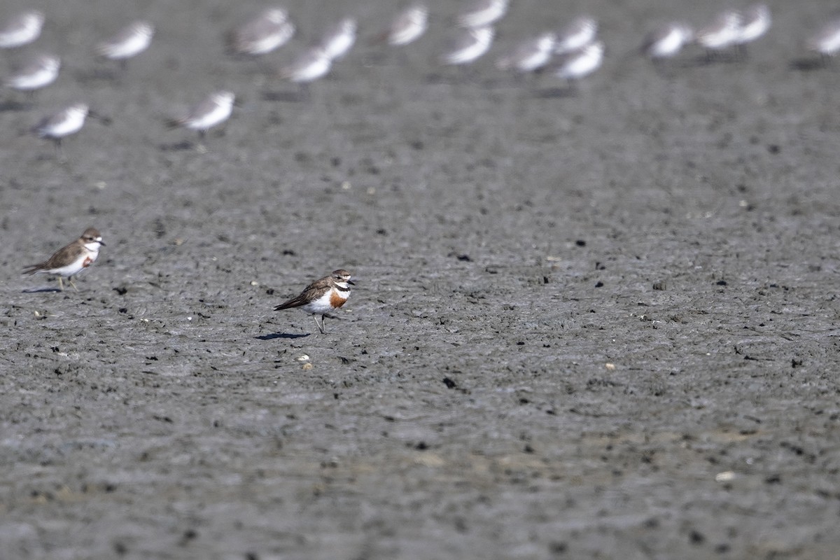 Double-banded Plover - Niall D Perrins