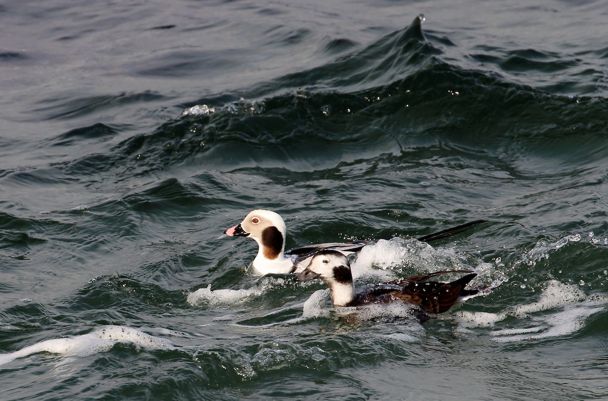 Long-tailed Duck - R Miller