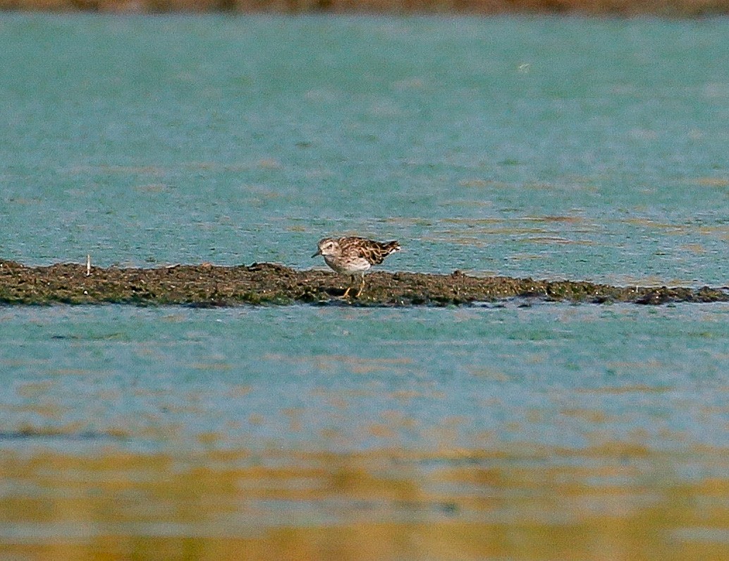 Long-toed Stint - ML214970091