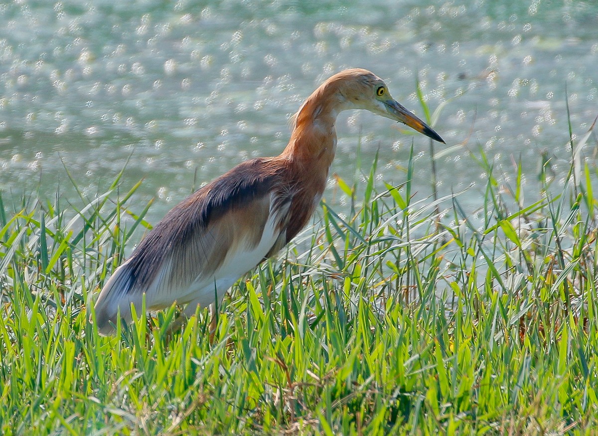 Javan Pond-Heron - ML214970111