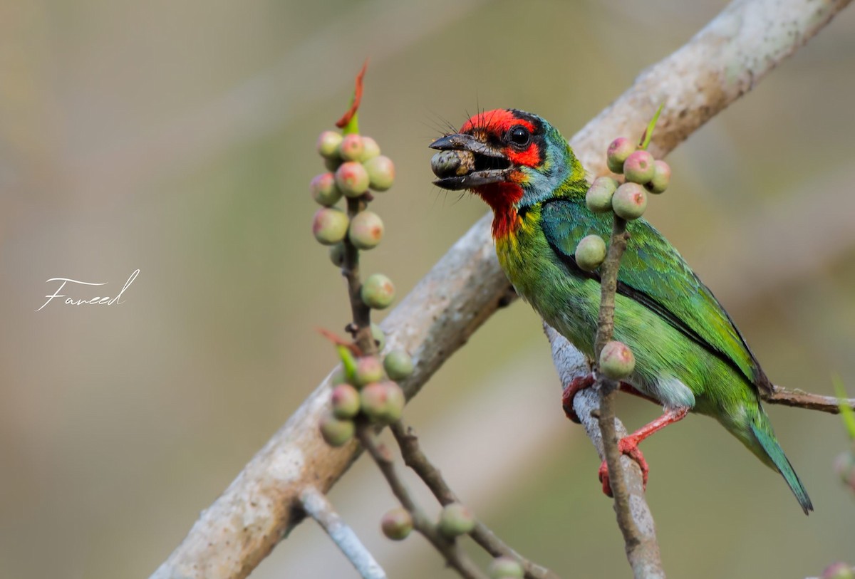 Malabar Barbet - Fareed Mohmed