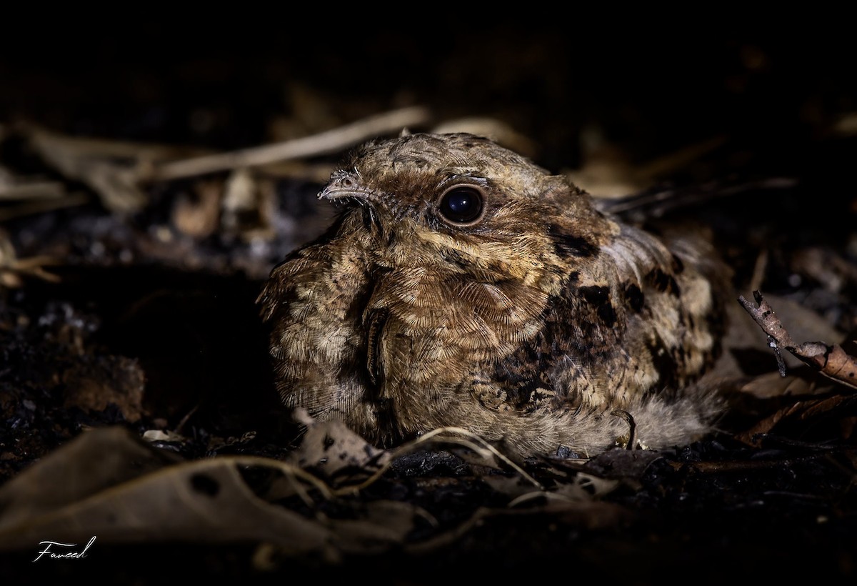 Indian Nightjar - ML214971951