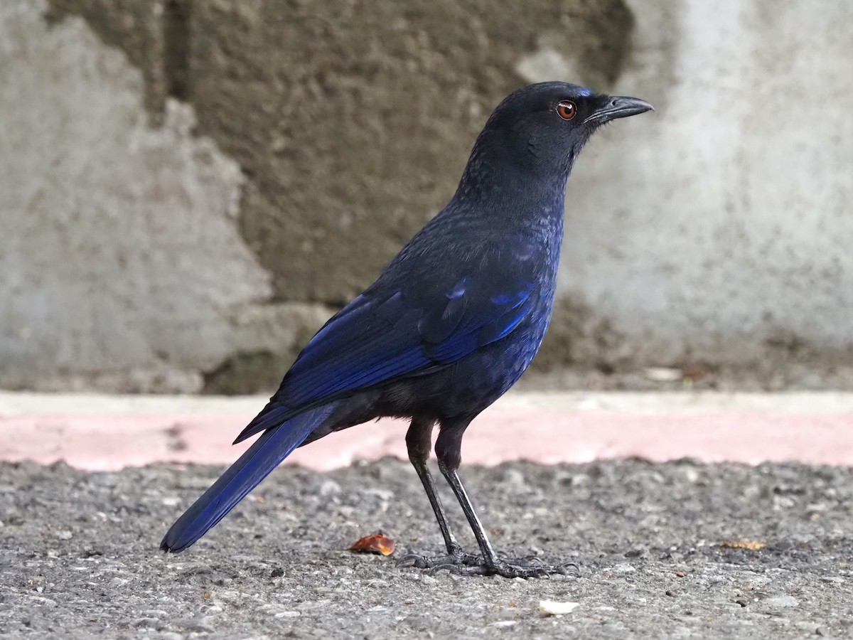 Тайваньская синяя птица - ML214972521