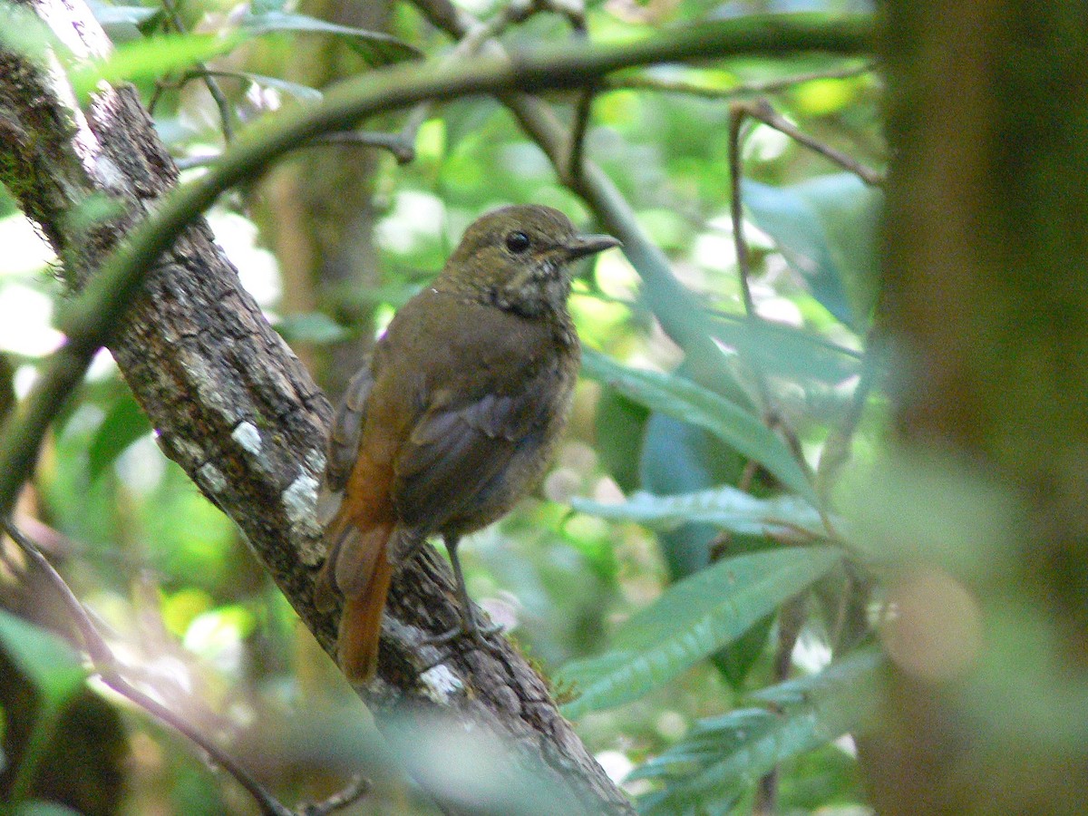 Amber Mountain Rock-Thrush - ML214973191