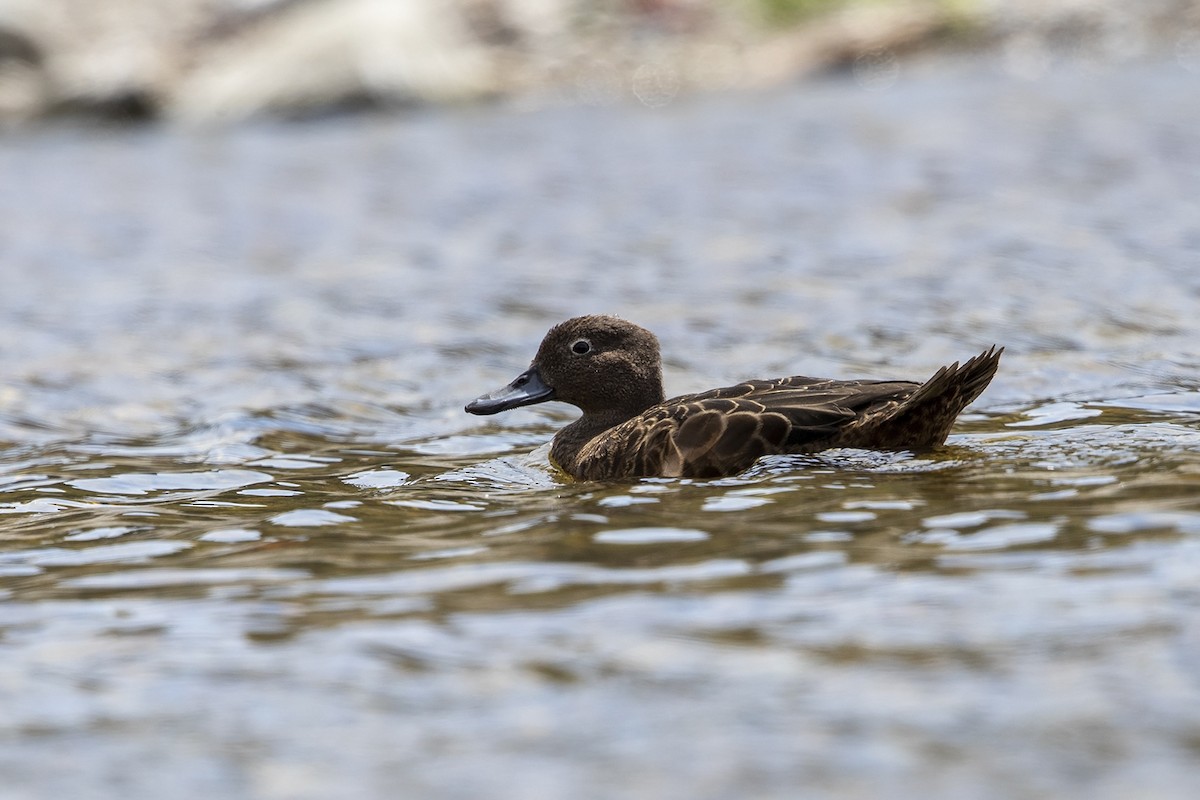 Brown Teal - ML214973541