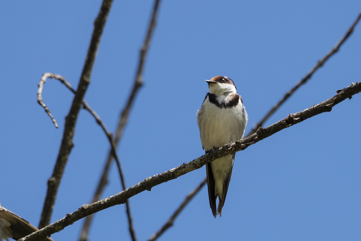 White-throated Swallow - ML214976041
