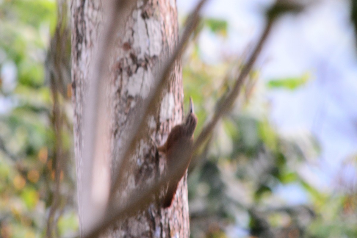 Streak-headed Woodcreeper - Alex Sánchez