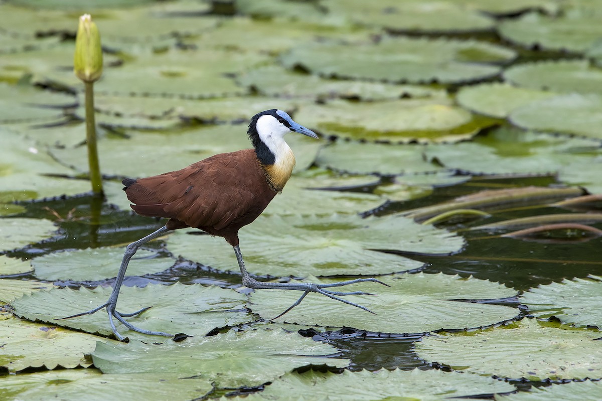 African Jacana - Niall D Perrins