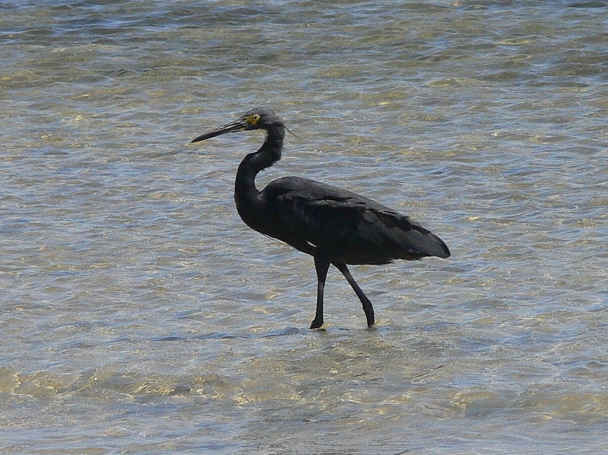 Little Egret (Dimorphic) - ML214977881