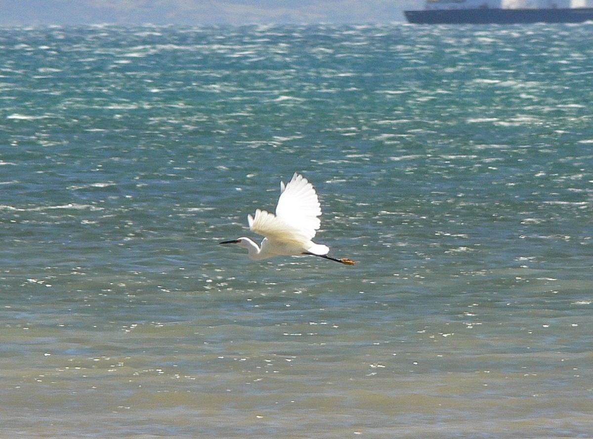 Little Egret (Dimorphic) - ML214977931