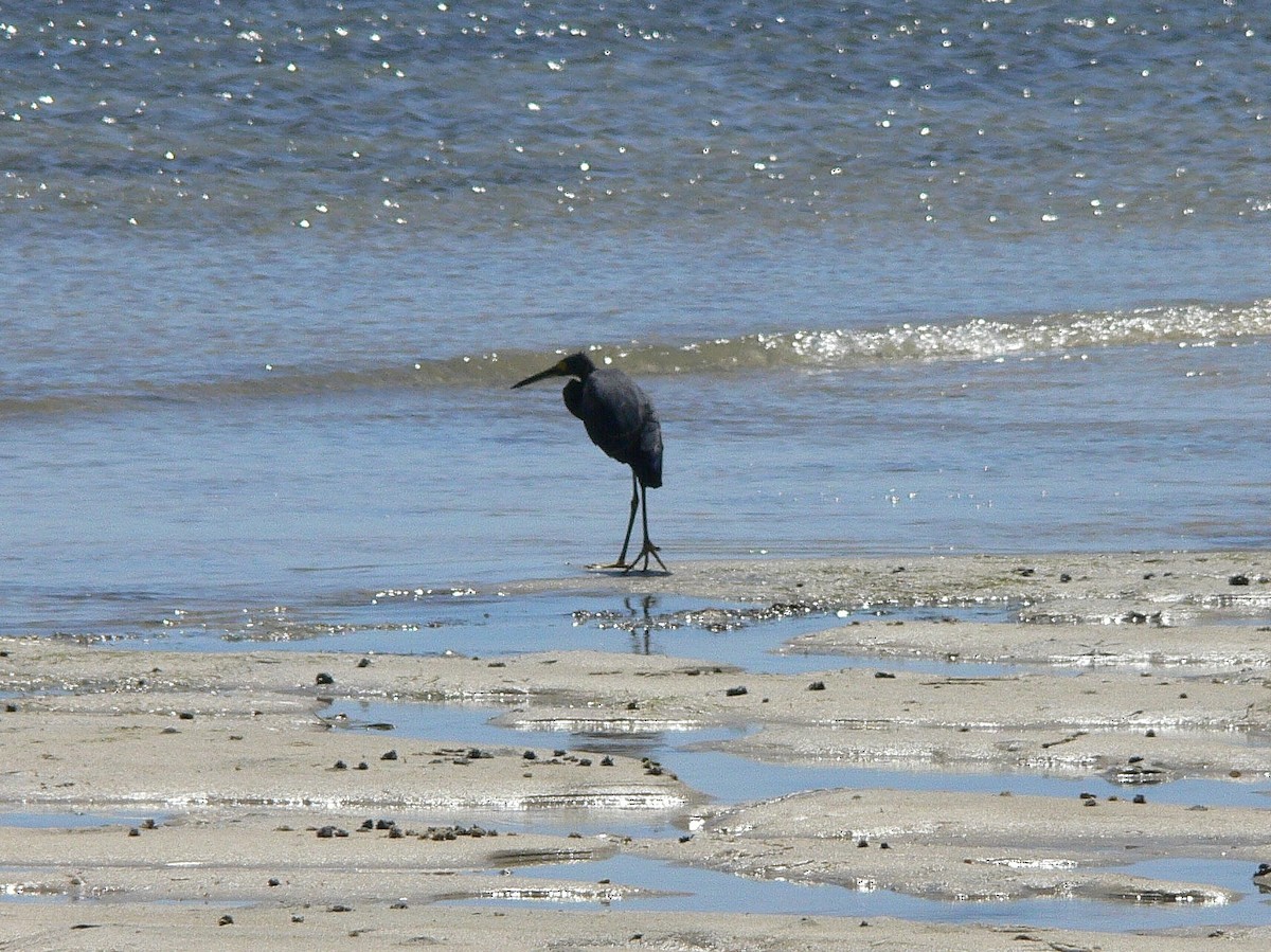 silkehegre (dimorpha) (madagaskarsilkehegre) - ML214977991