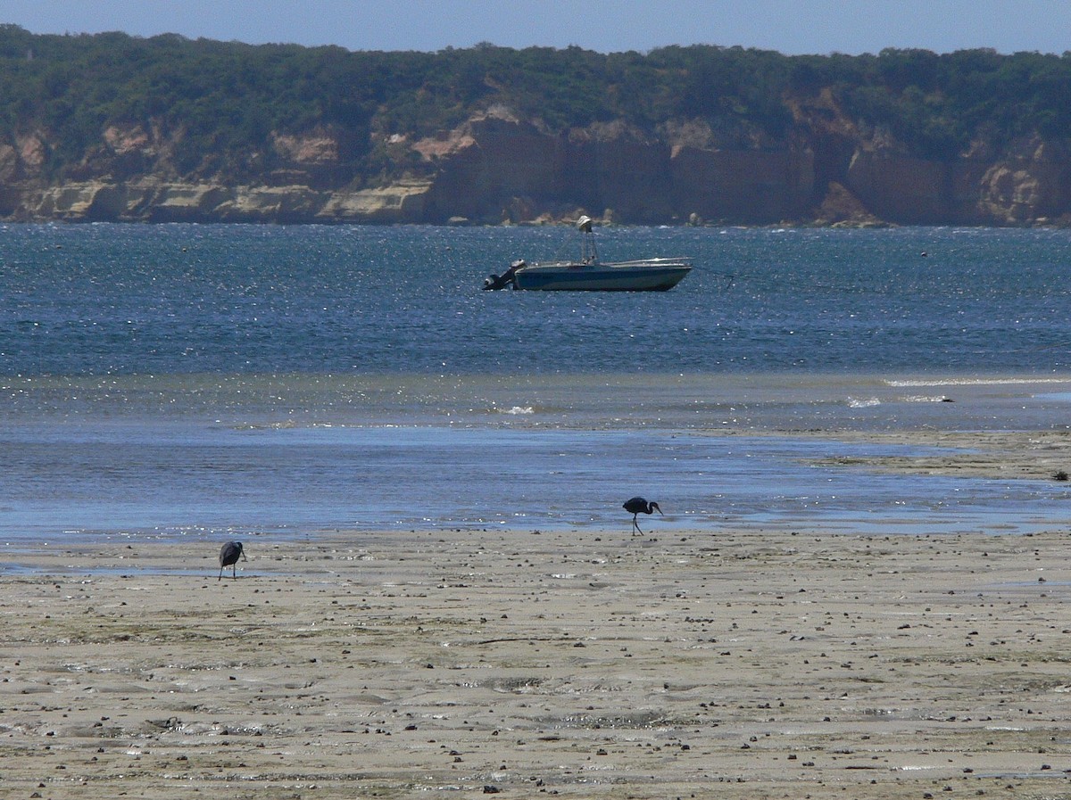 Little Egret (Dimorphic) - ML214978031