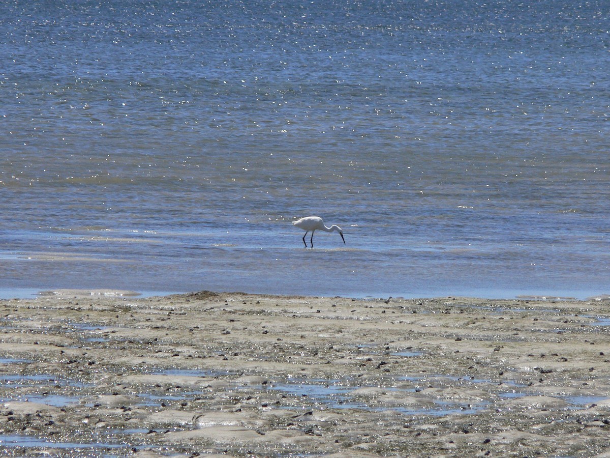 Little Egret (Dimorphic) - ML214978091