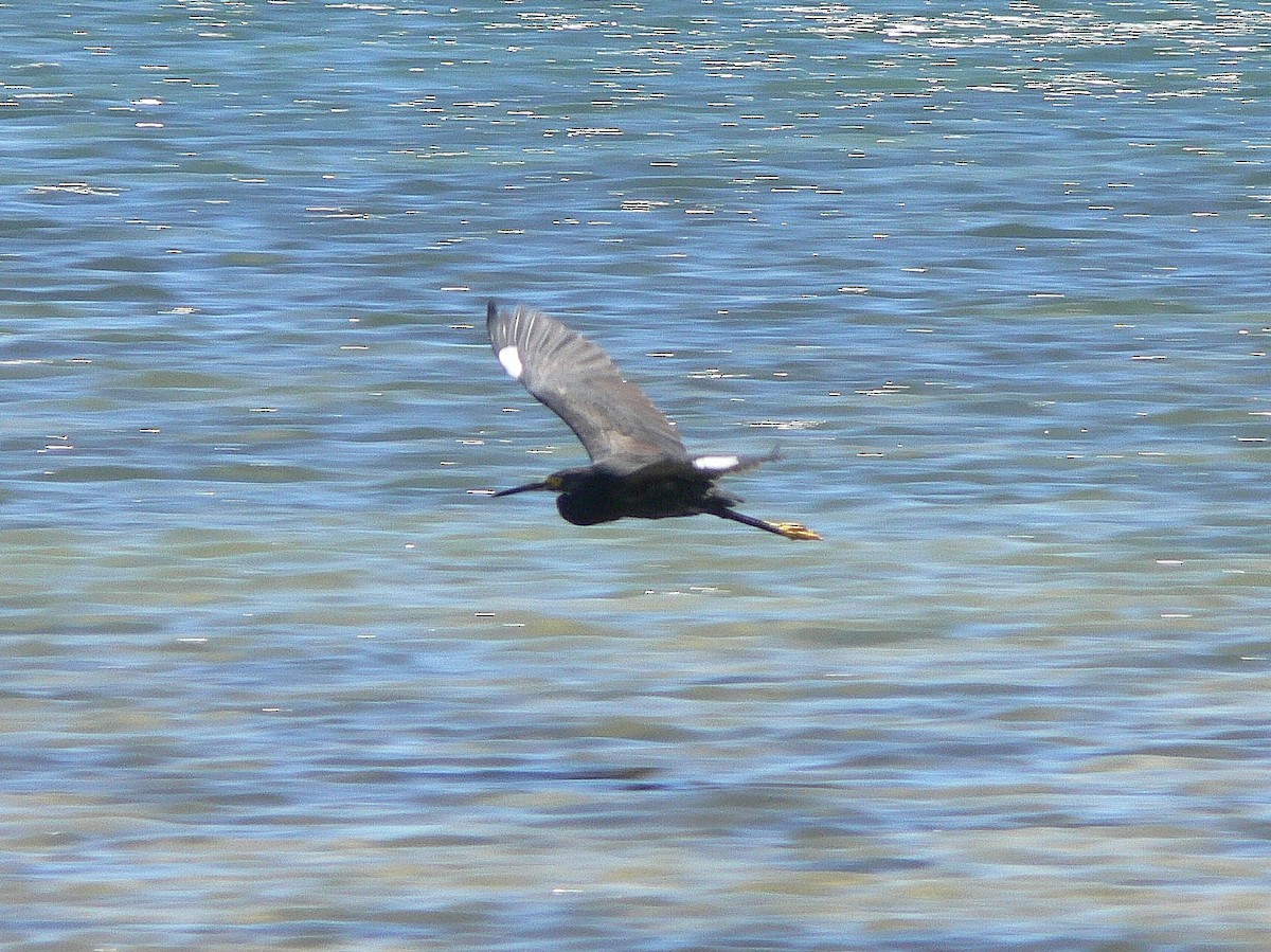 Little Egret (Dimorphic) - ML214978111