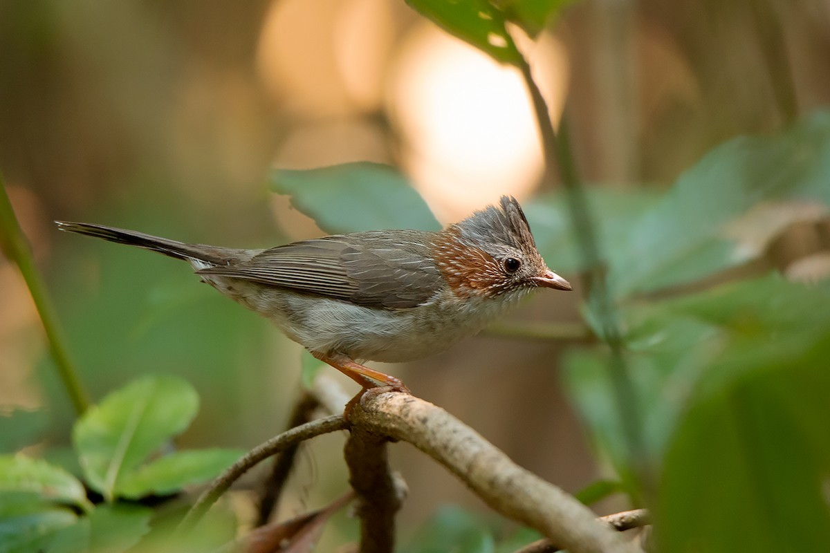 Indochinese Yuhina - Ayuwat Jearwattanakanok