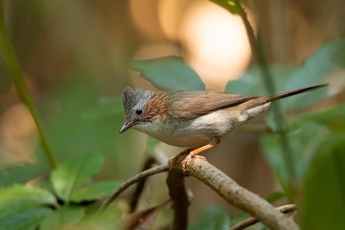 Indochinese Yuhina - Ayuwat Jearwattanakanok