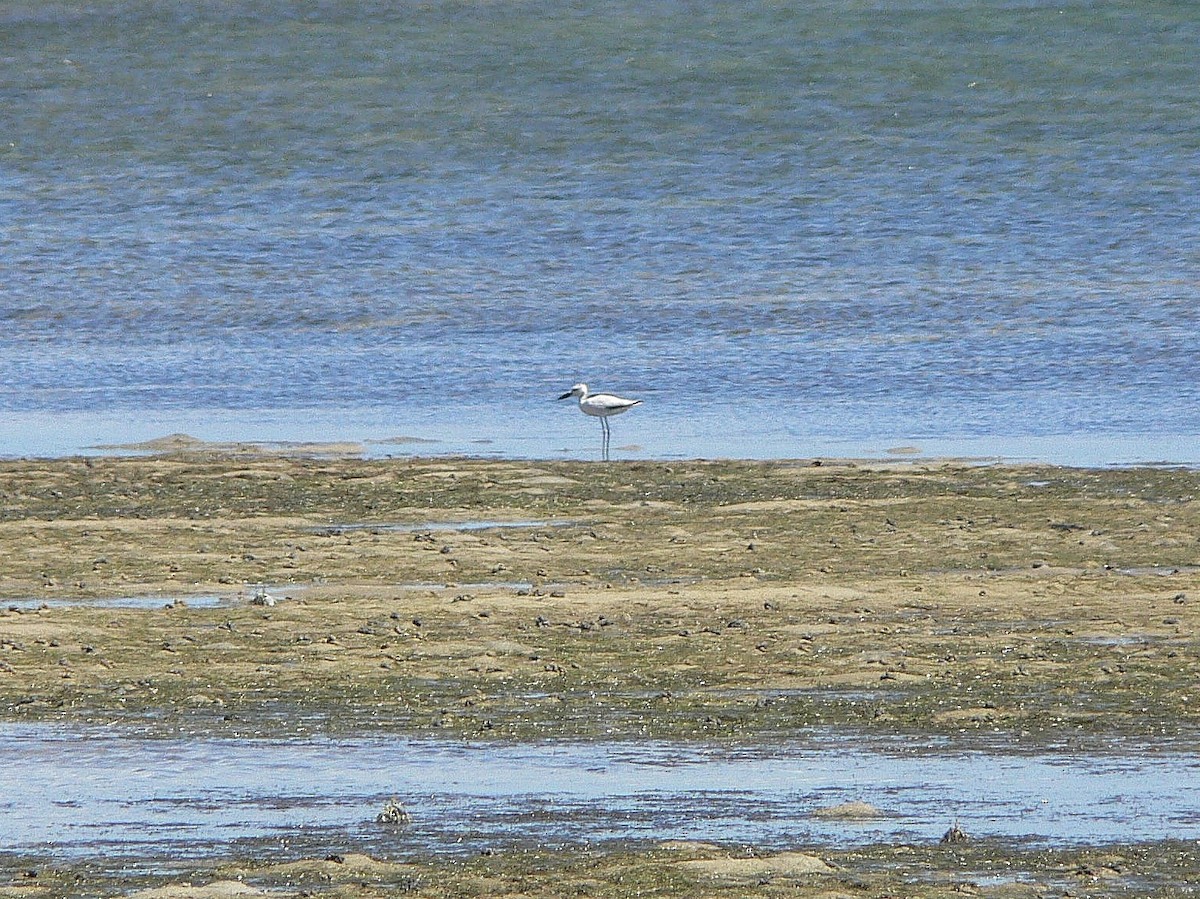 Crab-Plover - ML214978431