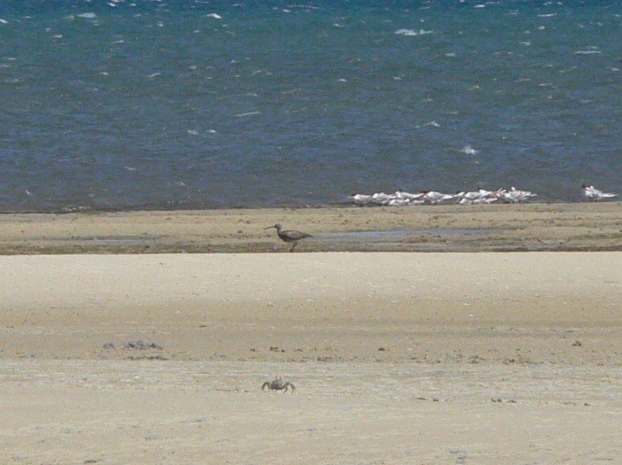 Whimbrel - ML214978761