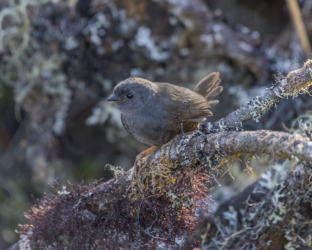 Pale-bellied Tapaculo - Esteban Roldán