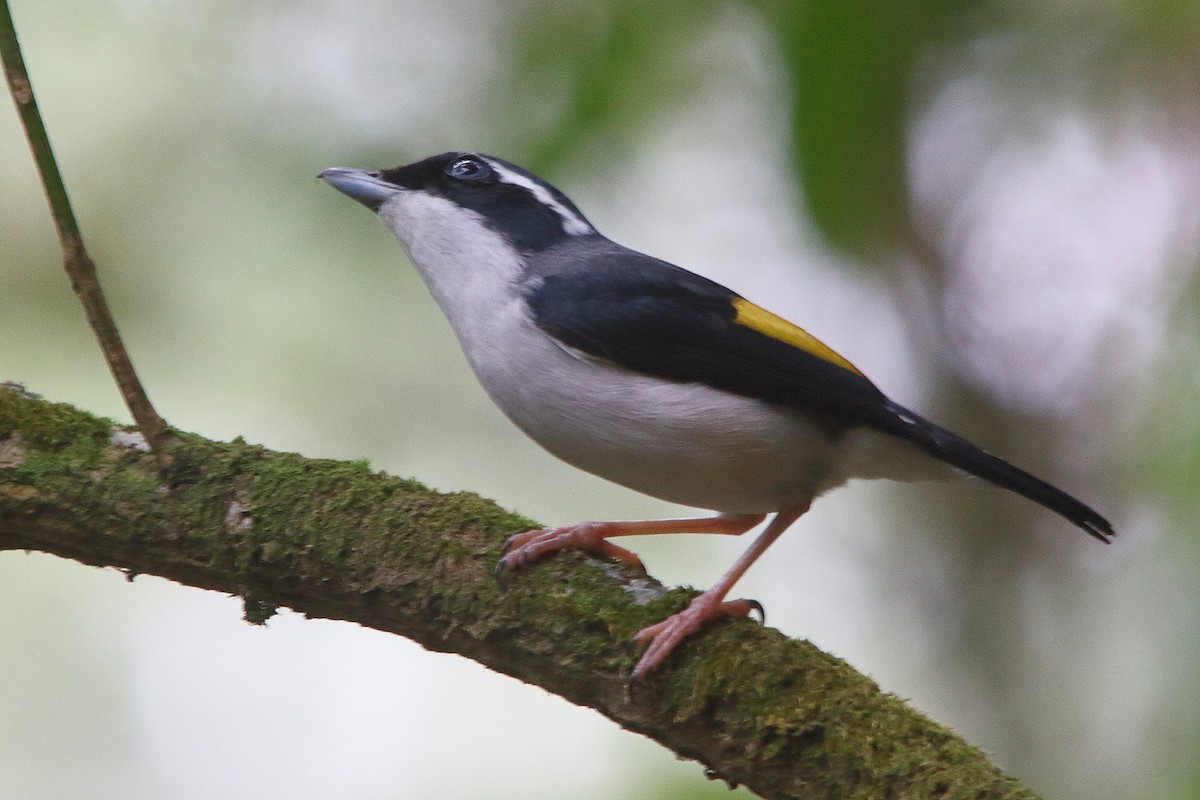 Pied Shrike-Babbler - Boas Emmanuel