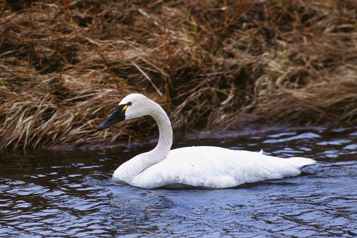 Tundra Swan - Bob MacDonnell