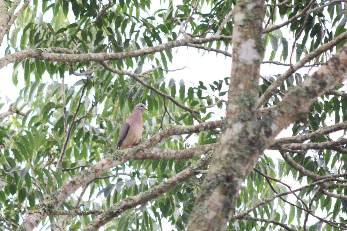 Eared Dove - Alex Sánchez