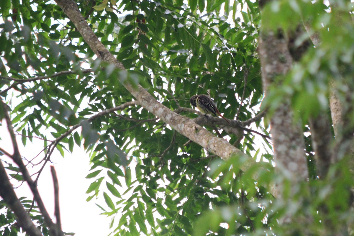 Streaked Flycatcher - ML214980451