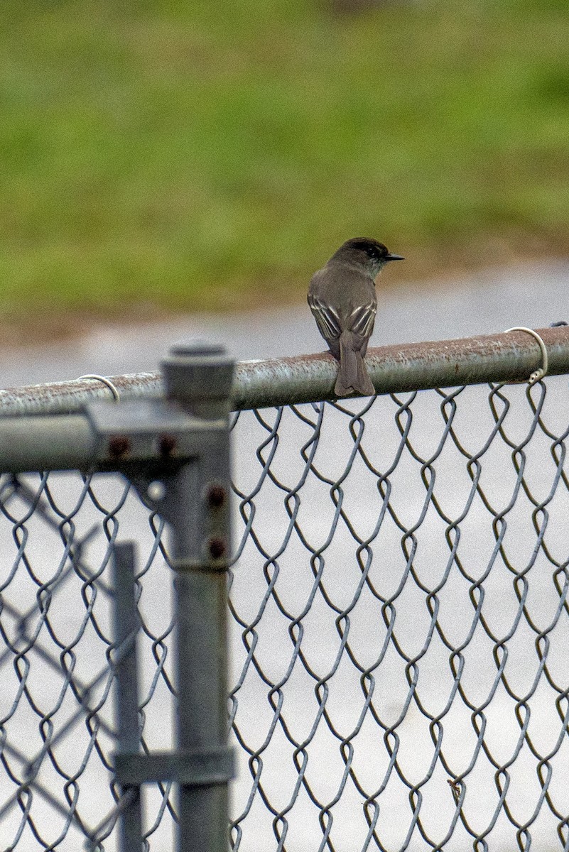 Eastern Phoebe - ML214980601