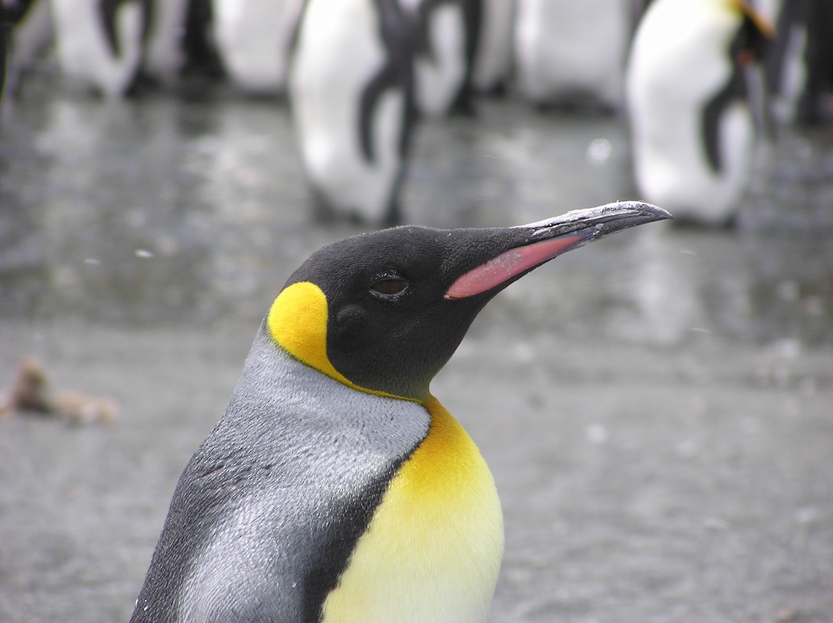 King Penguin - ML21498311