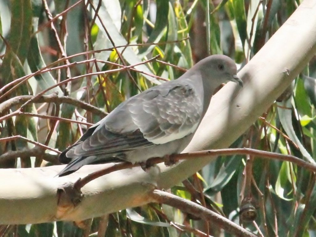 Pigeon tigré - ML214983131