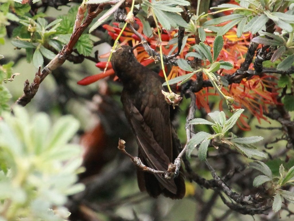 Black Metaltail - ML214983311