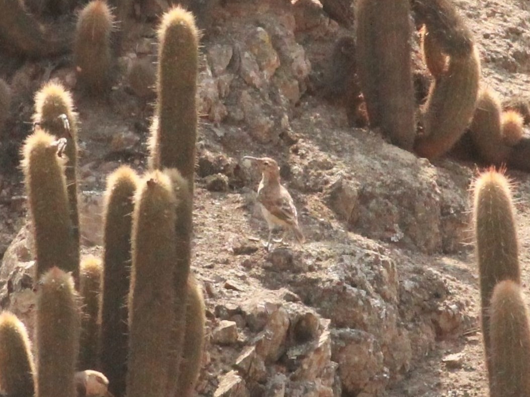 Thick-billed Miner - ML214983841