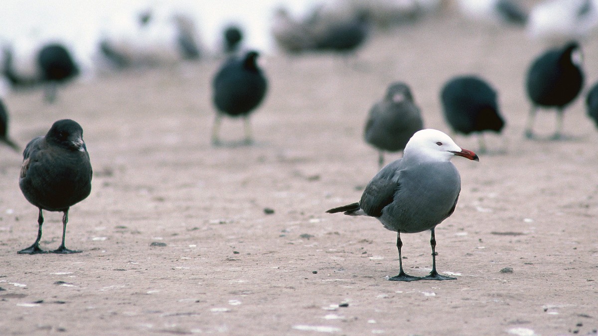 Heermann's Gull - ML21498431