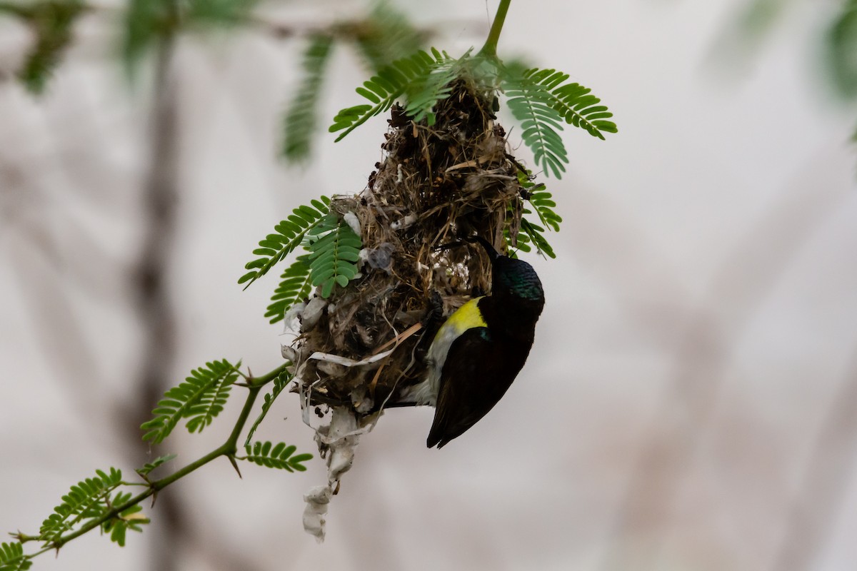 Purple-rumped Sunbird - ML214984441