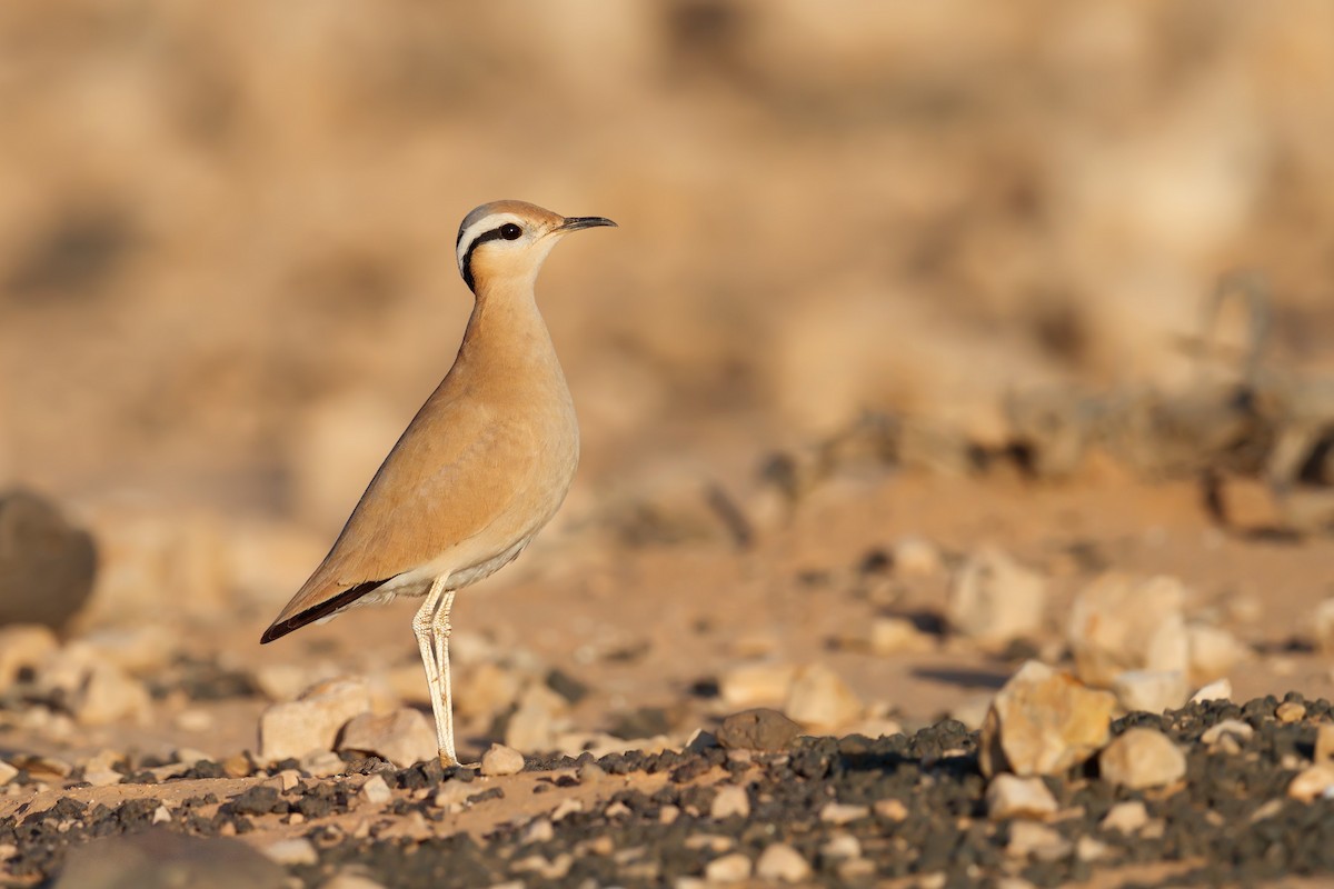Cream-colored Courser - Daniel Pettersson