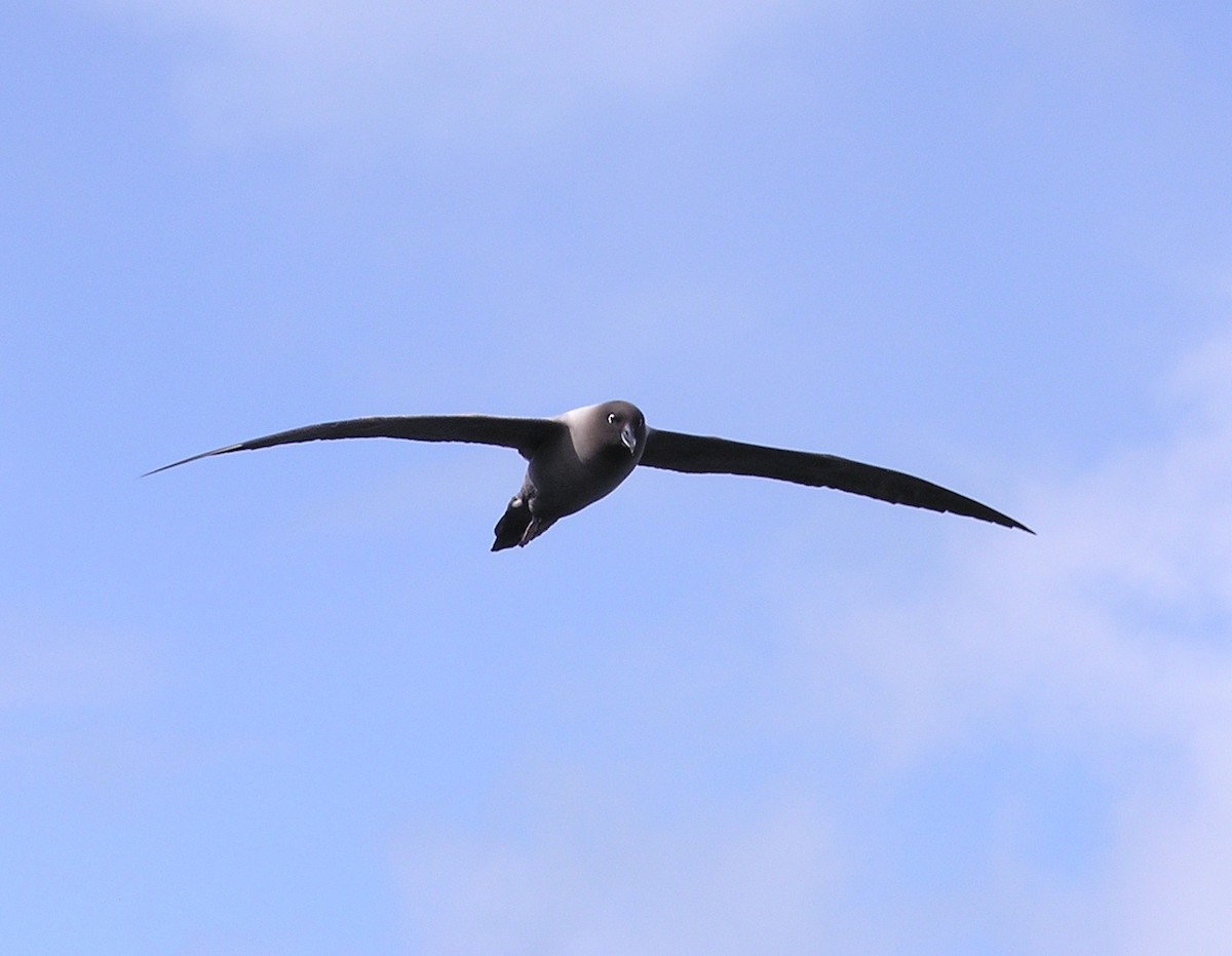 Light-mantled Albatross - ML21498531