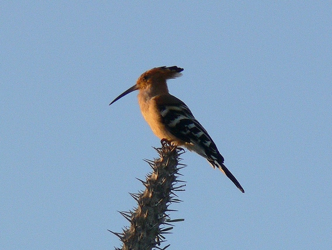 Madagascar Hoopoe - ML214985761